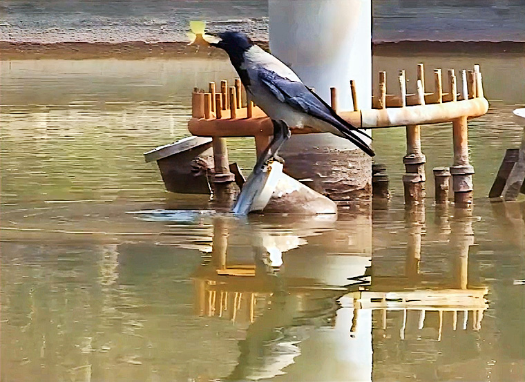 The hooded crow on its perch with the cichlid it has just caught