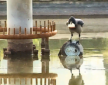 The crow on the post holding a piece of bread