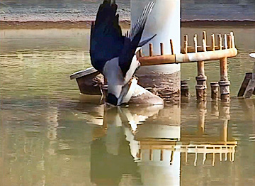 The crow striking, wings raised, head in the water